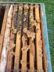 Azərbaycanda arıçılıq həm qədim ənənələrə malik, həm də müasir dövrdə iqtisadi baxımdan ən perspektivli sahələrdən biridir