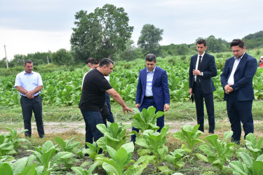 Rayonda tütün yığımına artıq start verilib