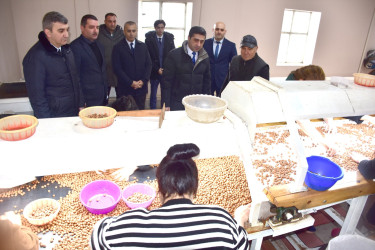 Ölkəmizdə kənd təsərrüfatının bitkiçilik sahəsinin ənənəvi və önəmli istiqamətlərindən biri də fındıqçılıqdır