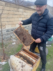 Azərbaycanda arıçılıq həm qədim ənənələrə malik, həm də müasir dövrdə iqtisadi baxımdan ən perspektivli sahələrdən biridir