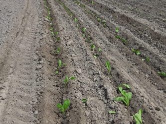 Qaxda indiyədək 194 hektar sahəyə tütün şitilləri köçürülüb
