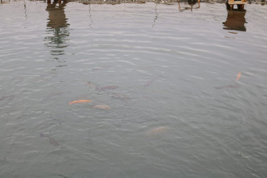 Qax Rayon İcra Hakimiyyətinin başçısı Elvin Paşayev “Qax Balıq” (Gakh Fish) təsərrüfatı ilə tanış olub