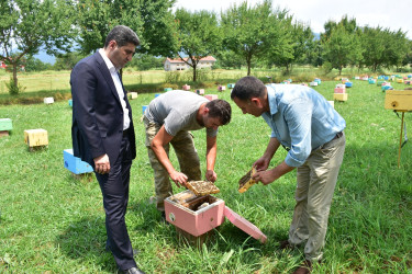 Azərbaycan Respublikasında kənd təsərrüfatının, o cümlədən arıçılığın inkişafı dövlət siyasətinin prioritet istiqamətlərindən biridir
