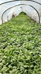 Bu il Qaxda 500 hektar sahədə tütün əkini planlaşdırılır