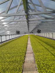 Bu il Qaxda 500 hektar sahədə tütün əkini planlaşdırılır