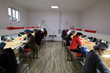 Qax Rayon İcra Hakimiyyətinin başçısı “AZERNUTS” MMC-nin fəaliyyəti ilə tanış olub