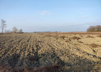 Qaxda yay şumu işləri davam etdirilir