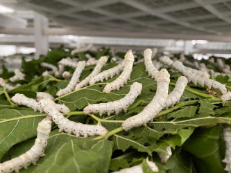 Stansiyanın ərazisində 3 hektar sahədə Çin texnologiyası əsasında intensiv tipli tut bağları salınıb.