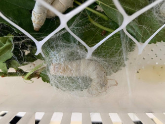 Stansiyanın ərazisində 3 hektar sahədə Çin texnologiyası əsasında intensiv tipli tut bağları salınıb.