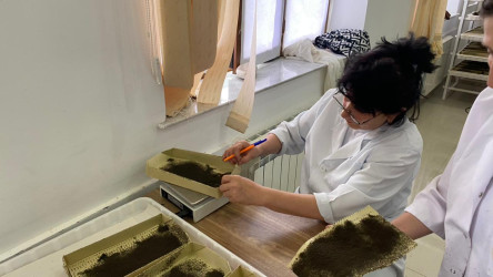 Qaxda barama mövsümü başlayıb