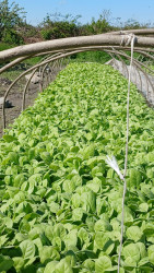 Bu il Qaxda 500 hektar sahədə tütün əkini planlaşdırılır