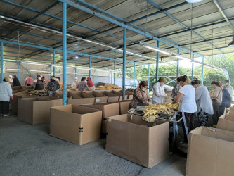 Rayonda tütün yığımına artıq start verilib
