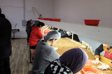 Qax Rayon İcra Hakimiyyətinin başçısı “AZERNUTS” MMC-nin fəaliyyəti ilə tanış olub