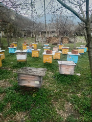 Azərbaycanda arıçılıq həm qədim ənənələrə malik, həm də müasir dövrdə iqtisadi baxımdan ən perspektivli sahələrdən biridir