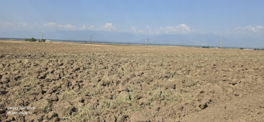 Qaxda yay şumu işləri davam etdirilir