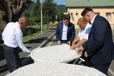Baramaçılıq mövsümi gəlir mənbəyidir