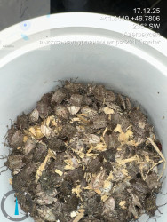 Rayonda qəhvəyi mərmər bağacığına qarşı əhali arasında maarifləndirmə, monitorinqlər və mübarizə tədbirləri davam etdirilir