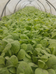 Bu il Qaxda 500 hektar sahədə tütün əkini planlaşdırılır