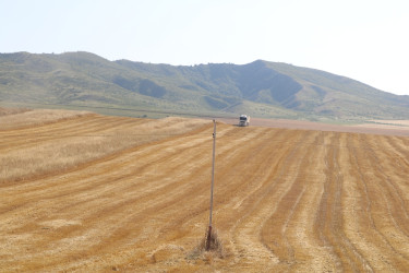 Qaxda taxıl biçini işləri davam edir