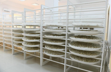 Stansiyanın ərazisində 3 hektar sahədə Çin texnologiyası əsasında intensiv tipli tut bağları salınıb.