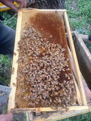 Azərbaycanda arıçılıq həm qədim ənənələrə malik, həm də müasir dövrdə iqtisadi baxımdan ən perspektivli sahələrdən biridir