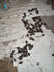 Rayonda qəhvəyi mərmər bağacığına qarşı əhali arasında maarifləndirmə, monitorinqlər və mübarizə tədbirləri davam etdirilir