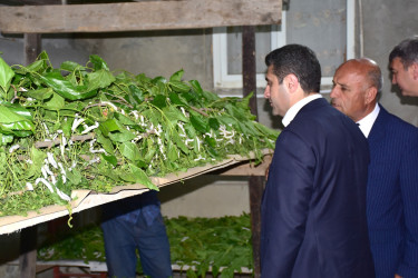 Baramaçılıq mövsümi gəlir mənbəyidir