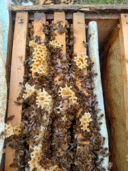 Azərbaycanda arıçılıq həm qədim ənənələrə malik, həm də müasir dövrdə iqtisadi baxımdan ən perspektivli sahələrdən biridir