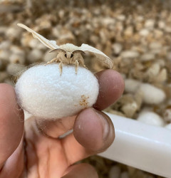 Stansiyanın ərazisində 3 hektar sahədə Çin texnologiyası əsasında intensiv tipli tut bağları salınıb.