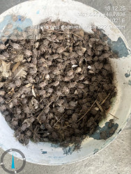 Rayonda qəhvəyi mərmər bağacığına qarşı əhali arasında maarifləndirmə, monitorinqlər və mübarizə tədbirləri davam etdirilir