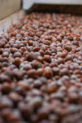 Ölkəmizdə kənd təsərrüfatının bitkiçilik sahəsinin ənənəvi və önəmli istiqamətlərindən biri də fındıqçılıqdır