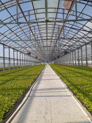 Bu il Qaxda 500 hektar sahədə tütün əkini planlaşdırılır