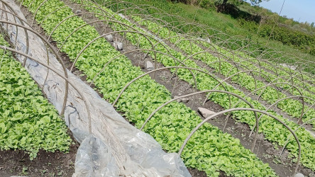 Bu il Qaxda 500 hektar sahədə tütün əkini planlaşdırılır