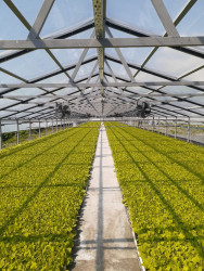 Bu il Qaxda 500 hektar sahədə tütün əkini planlaşdırılır