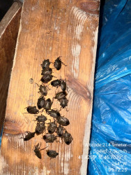 Rayonda qəhvəyi mərmər bağacığına qarşı əhali arasında maarifləndirmə, monitorinqlər və mübarizə tədbirləri davam etdirilir