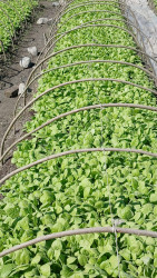 Bu il Qaxda 500 hektar sahədə tütün əkini planlaşdırılır